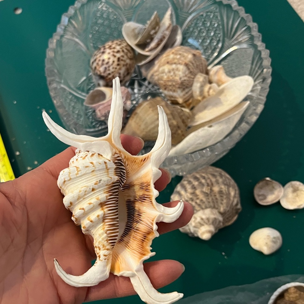 Real Starfish - Picture 5 of 14